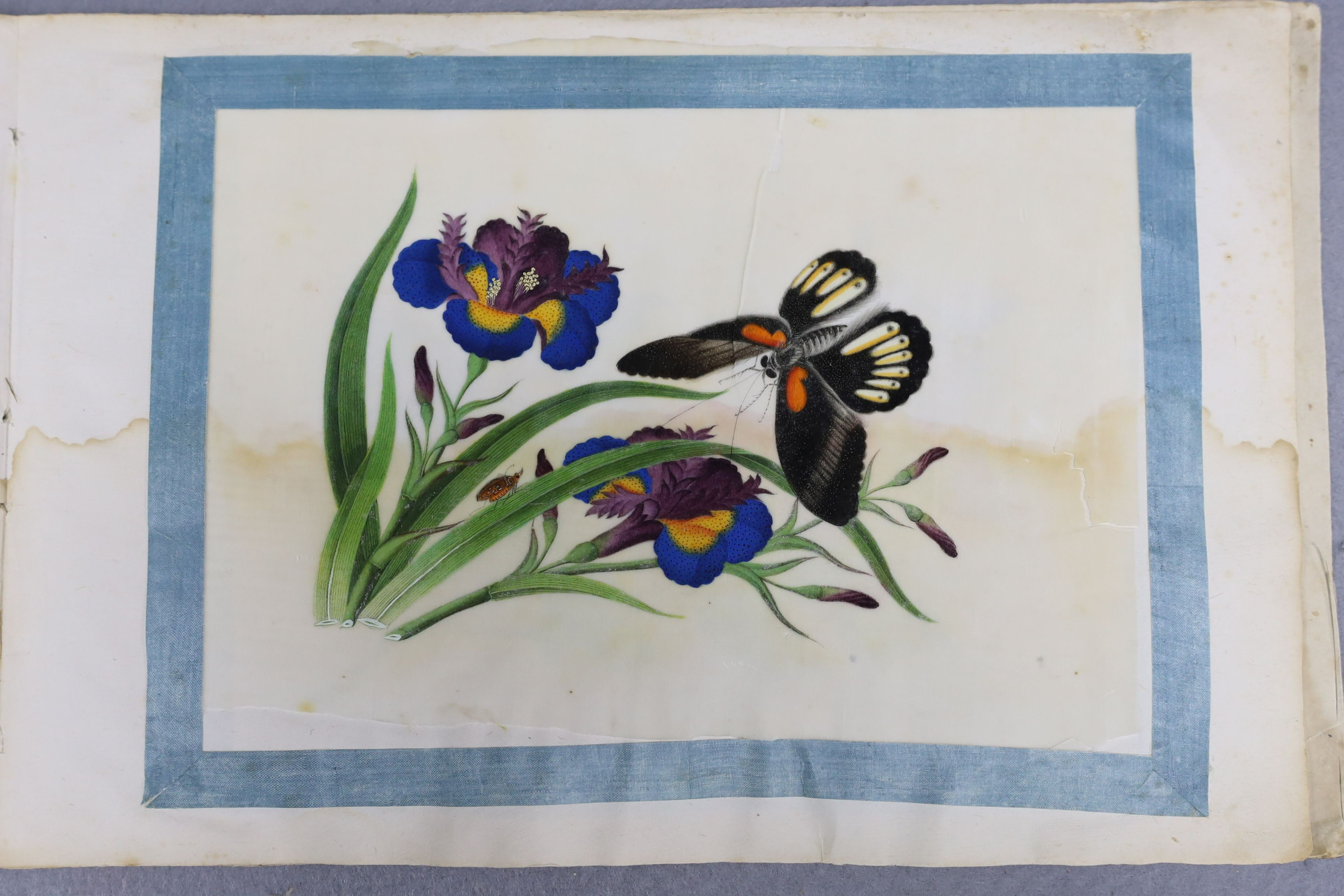 A Chinese album of ten pith paintings of birds amid butterflies, 19th century, Album 21.5cm x 34 cm